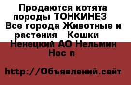 Продаются котята породы ТОНКИНЕЗ - Все города Животные и растения » Кошки   . Ненецкий АО,Нельмин Нос п.